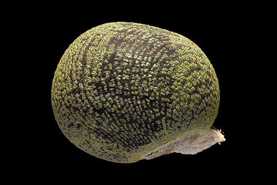 Abelmoschus esculentus - okra