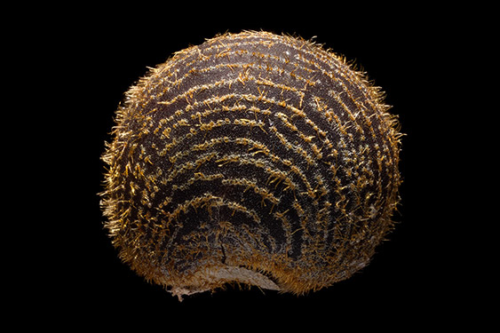 Abelmoschus manihot - aibika