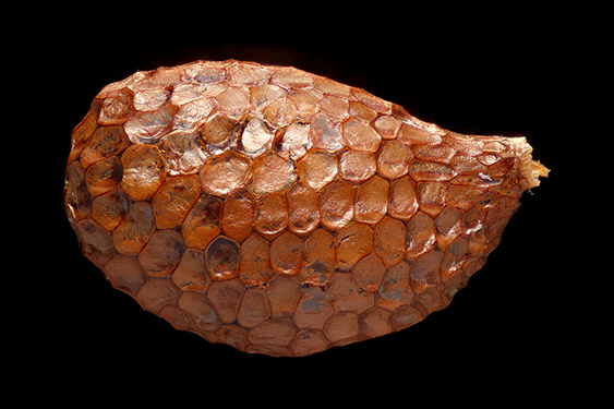 Actinidia deliciosa - kiwi