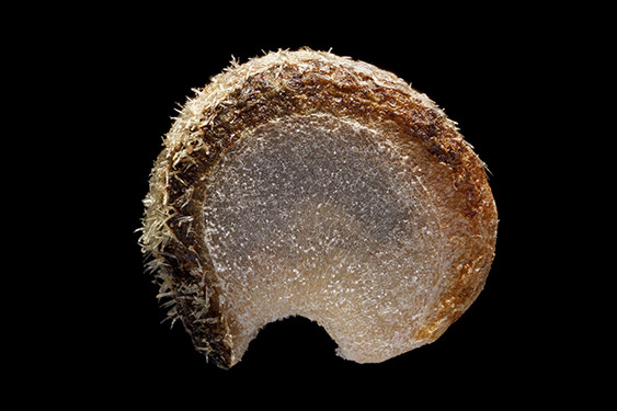 Althaea officinalis - marsh mallow