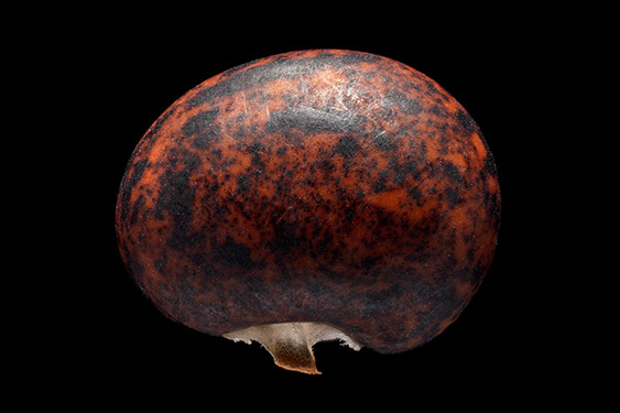 Amphicarpaea bracteata - hog peanut