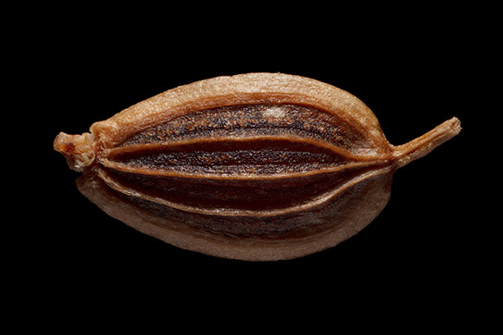 Anethum graveolens - dill