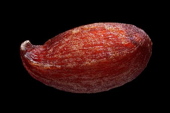 Aronia melanocarpa - black chokeberry