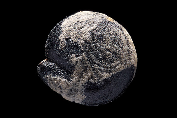 Atriplex hortensis - orache