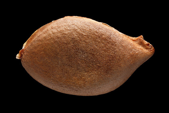 Averrhoa carambola - star fruit