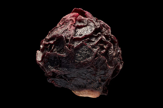 Basella alba - malabar spinach