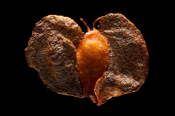 Betula pendula - birch