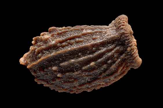 Borago officinalis - borage