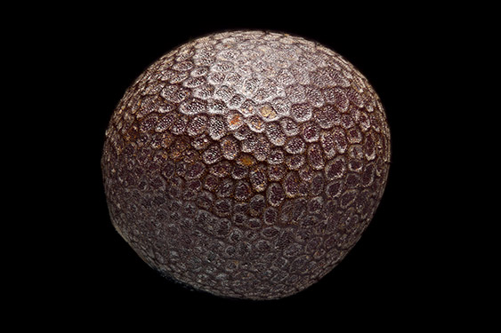 Bra - ica juncea - brown mustard