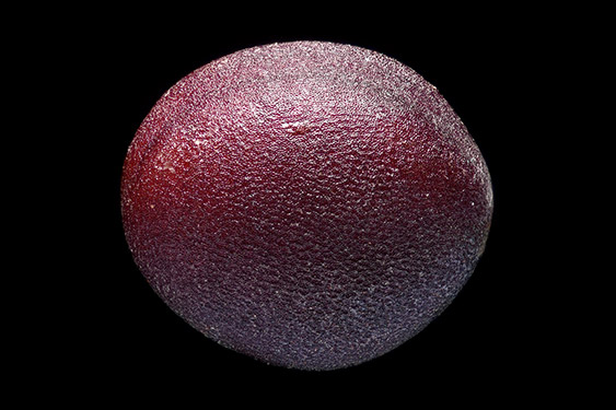 Bra - ica oleracea - cabbage