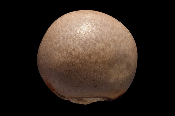 Cajanus cajan - pigeon pea