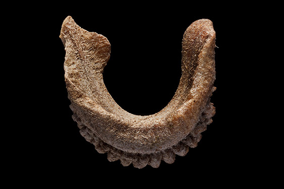 Calendula officinalis - marigold