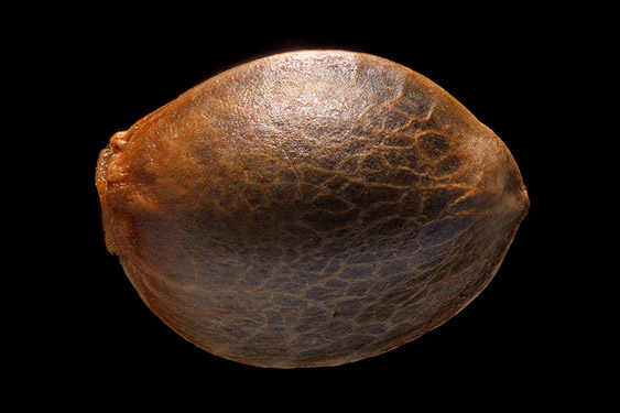 Cannabis sativa - cannabis