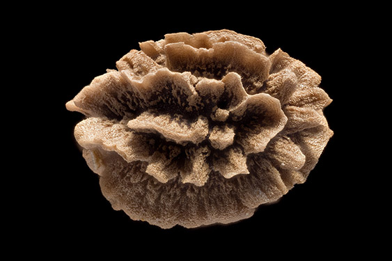 Carica papaya - papaya