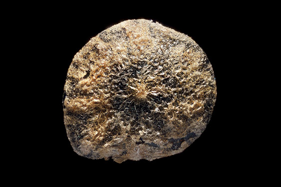 Chenopodium giganteum - tree spinach