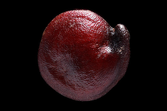 Chenopodium quinoa - quinoa