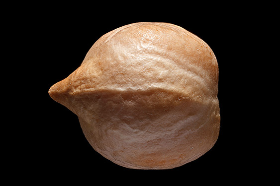 Cicer arietinum - chickpea