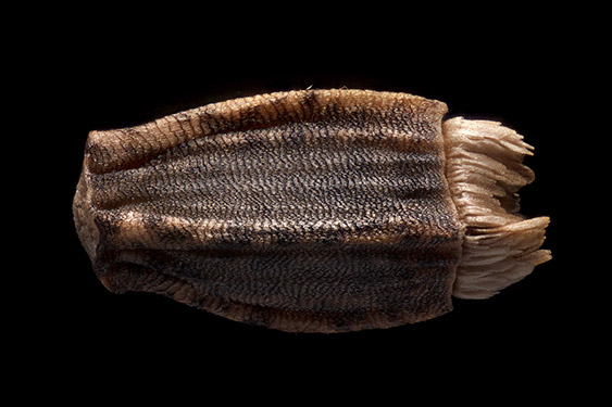 Cichorium endivia - endive