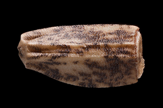 Cichorium intybus - radicchio