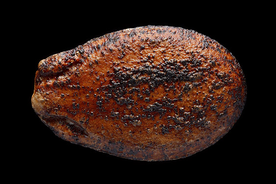 Citrullus lanatus - watermelon