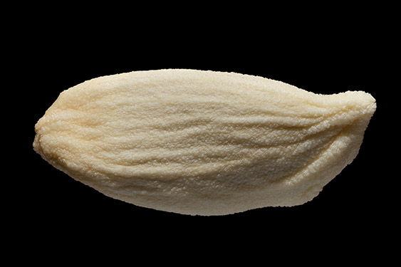 Citrus limon - lemon