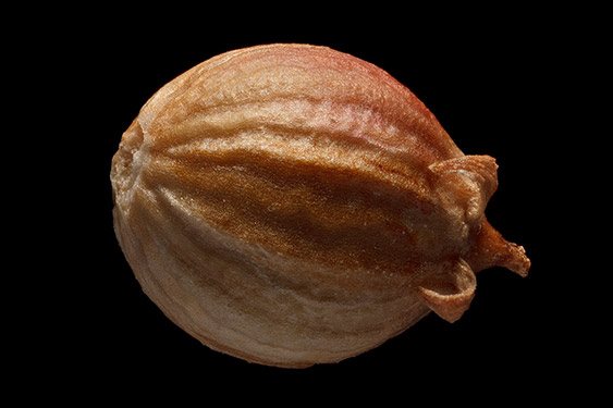 Coriandrum sativum - cilantro