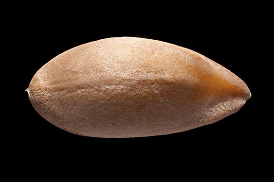 Cucumis melo - honeymelon