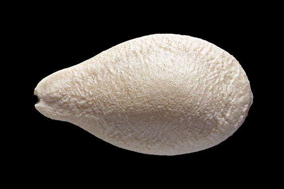 Cucumis metuliferus - kiwano