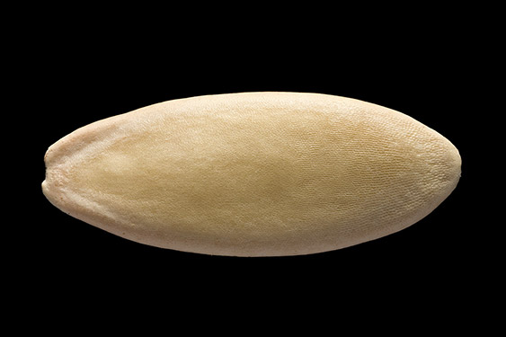 Cucumis sativus - cucumber