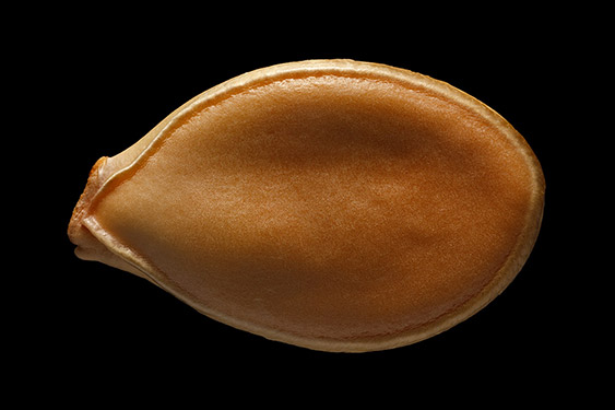 Cucurbita maxima - wintersquash