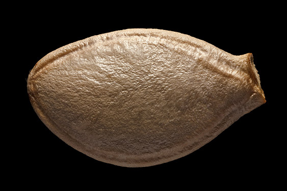 Cucurbita pepo - zucchini