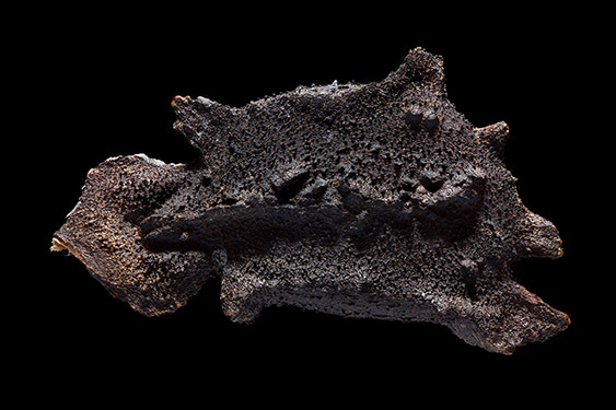 Cyclanthera pedata - slipper gourd