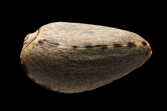 Cynara cardunculus - cardoon