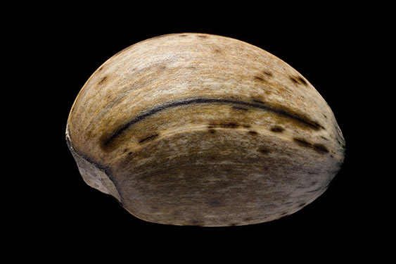 Cynara scolymus - artichoke