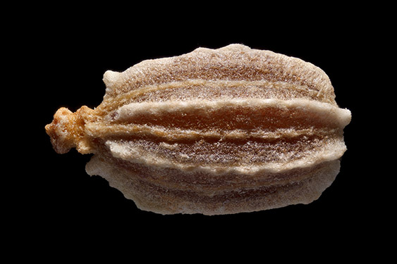 Daucus carota - carrot