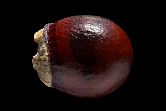 Dimocarpus longan - dragon's eye