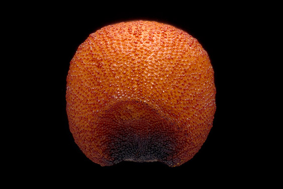 Eleusine coracana - finger millet