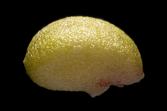 Empetrum nigrum - crowberry