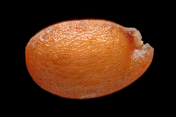 Eruca versicaria - rocket