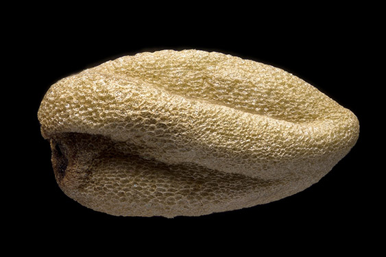 Eutrema japonicum - wasabi