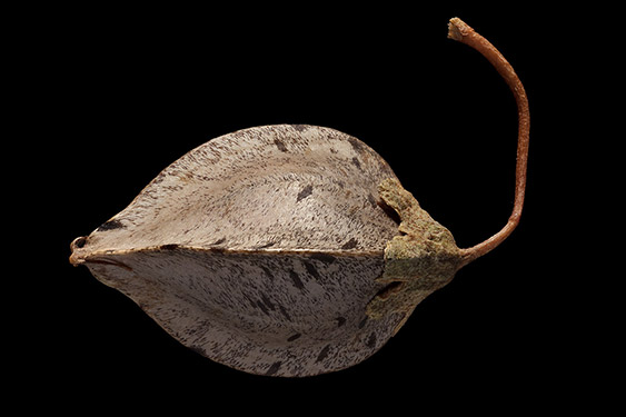 Fagopyrum esculentum - buckwheat