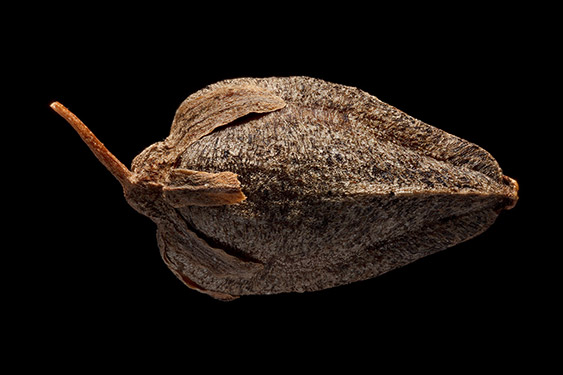 Fagopyrum tataricum - tartary buckwheat