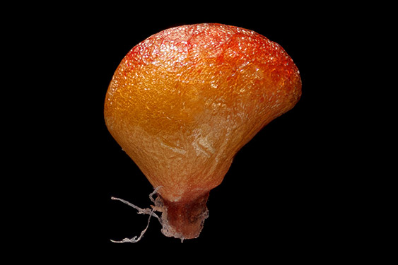 Fragaria × anana - a - strawberry