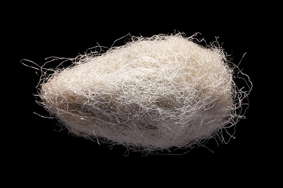 Go - ypium herbaceum - levant cotton