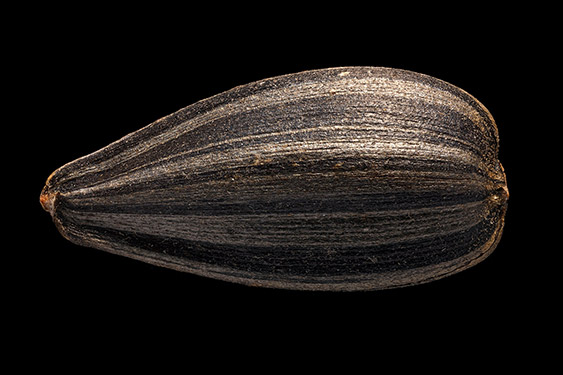 Helianthus annuus - sunflower