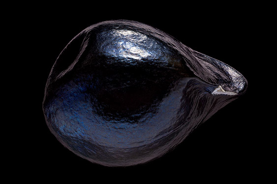 Hemerocallis fulva - day lily