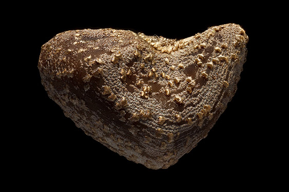 Hibiscus cannabinus - kenaf