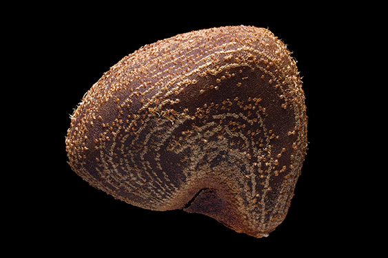 Hibiscus sabdariffa - hibiscus tree