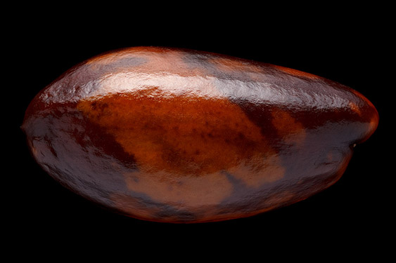 Hippophae rhamnoides - seaberry