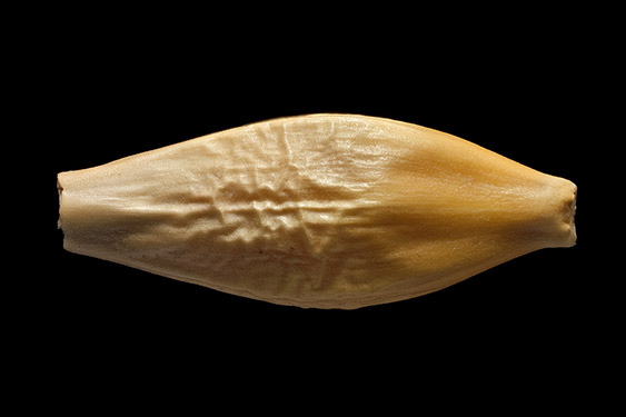 Hordeum vulgare - barley